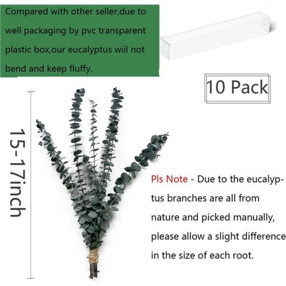 10 Pack Natural Dried Eucalyptus Bundle,17 inch/45cm Preserved Fresh Eucalyptus - Picture 3 of 7